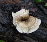 Lentinus tigrinus image