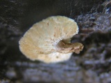 Lentinus tigrinus image