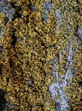 Image of Xanthomendoza poeltii