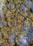 Xanthomendoza poeltii image