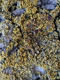 Xanthomendoza poeltii image