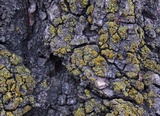Candelariella antennaria image