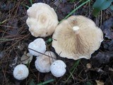 Rhodocybe popinalis image