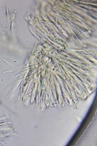 Proliferodiscus pulveraceus image