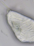 Proliferodiscus pulveraceus image