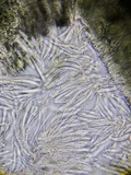 Proliferodiscus pulveraceus image
