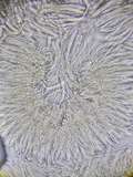 Proliferodiscus pulveraceus image