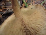 Rhodocybe popinalis image
