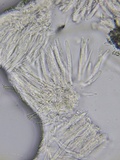 Proliferodiscus pulveraceus image