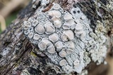 Ochrolechia africana image