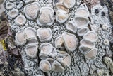 Ochrolechia africana image