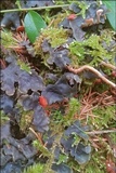 Peltigera horizontalis image
