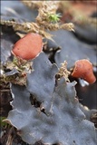 Peltigera horizontalis image