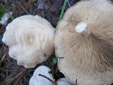 Rhodocybe popinalis image