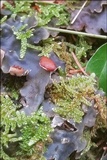 Peltigera horizontalis image