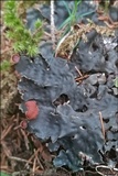 Peltigera horizontalis image