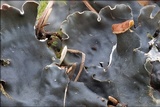 Peltigera horizontalis image