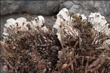 Peltigera horizontalis image