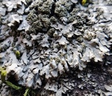 Phaeophyscia adiastola image