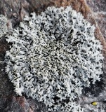 Physcia millegrana image