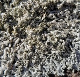 Physcia millegrana image