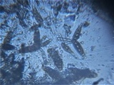 Pleomassaria siparia image