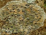 Glyphis cicatricosa image