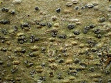 Glyphis cicatricosa image