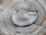 Trametes hirsuta image