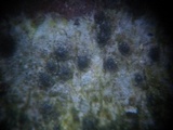 Pleomassaria siparia image