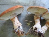 Cystodermella cinnabarina image