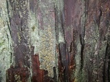 Hypocenomyce scalaris image