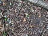 Cuphophyllus pratensis image
