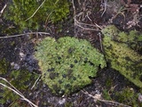 Lasallia pustulata image