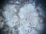 Lasallia pustulata image