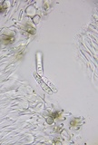 Graphis scripta image