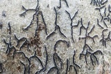 Graphis scripta image