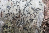 Graphis scripta image