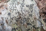 Graphis scripta image