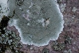 Lecanora subimmergens image