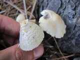 Lepiota clypeolaria image