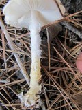 Lepiota clypeolaria image