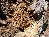 Reticularia lycoperdon image