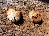 Reticularia lycoperdon image