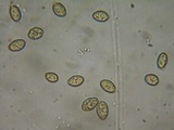 Coniophora puteana image