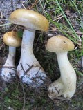Cortinarius olidus image