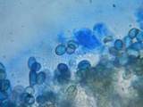 Coniophora puteana image