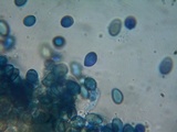 Coniophora puteana image
