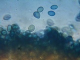 Coniophora puteana image