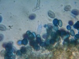 Coniophora puteana image